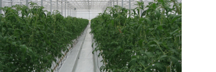 tomato3.jpg