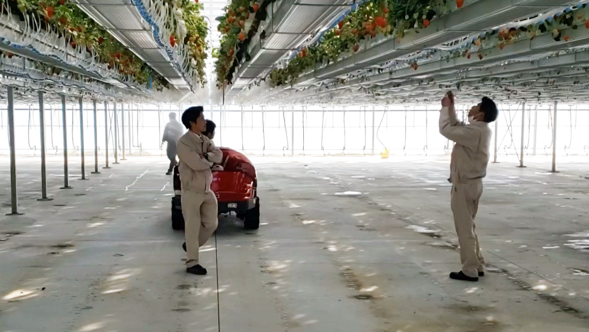 次世代イチゴ栽培システムを静岡県磐田市の磐南ファーム